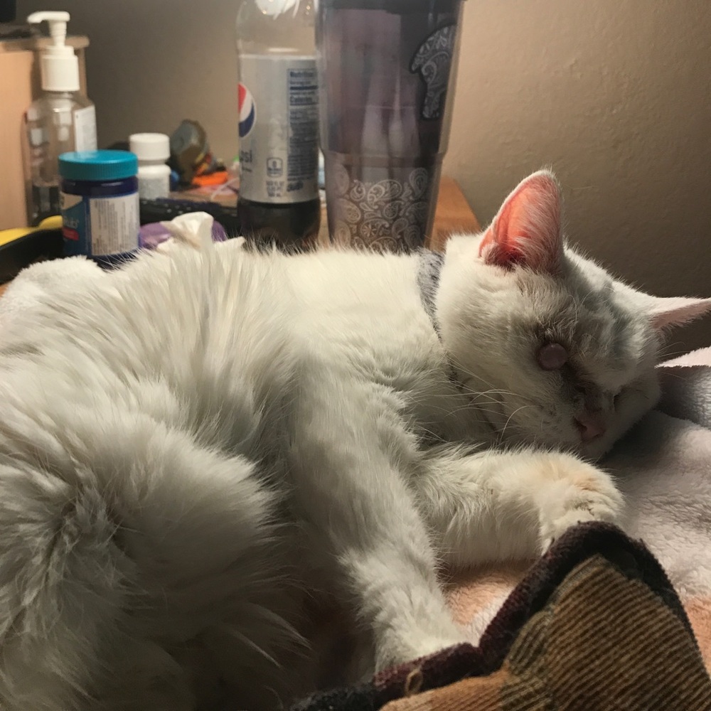 Meet your Posher, Kellilyn